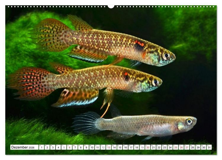 Produktbild: Killifische S&uuml;damerikas (Wandkalender 2026 DIN A2 quer), CALVENDO Monatskalender