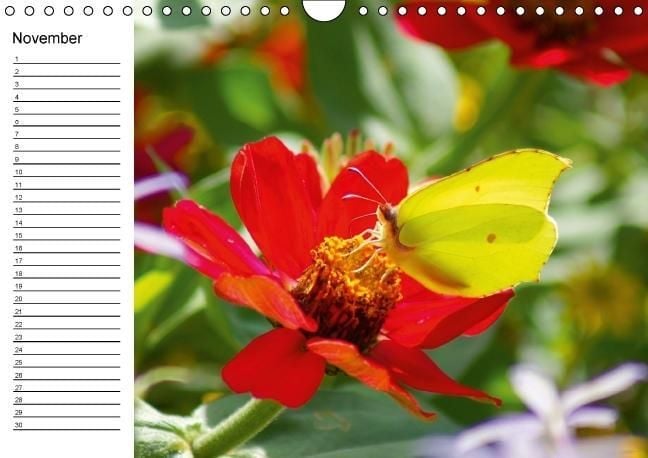 Produktbild: Heimische Schmetterlinge / Geburtstagskalender (Wandkalender immerw&auml;hrend DIN A4 quer)