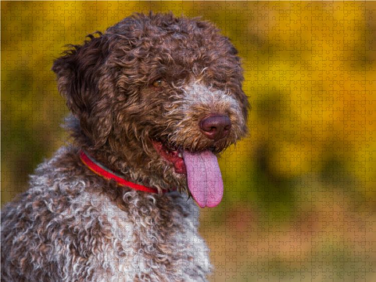 Produktbild: CALVENDO Puzzle Lagotto Romagnolo - Italienischer Tr&uuml;ffelhund im Herbst 1000 Teile Lege-Gr&ouml;&szlig;e 64 x 48 cm Foto-Puzzle Bild von Sigrid Starick