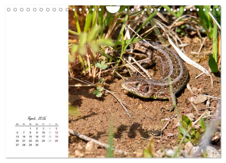 Produktbild: Eidechsen, flinke R&auml;uber (Wandkalender 2026 DIN A4 quer), CALVENDO Monatskalender
