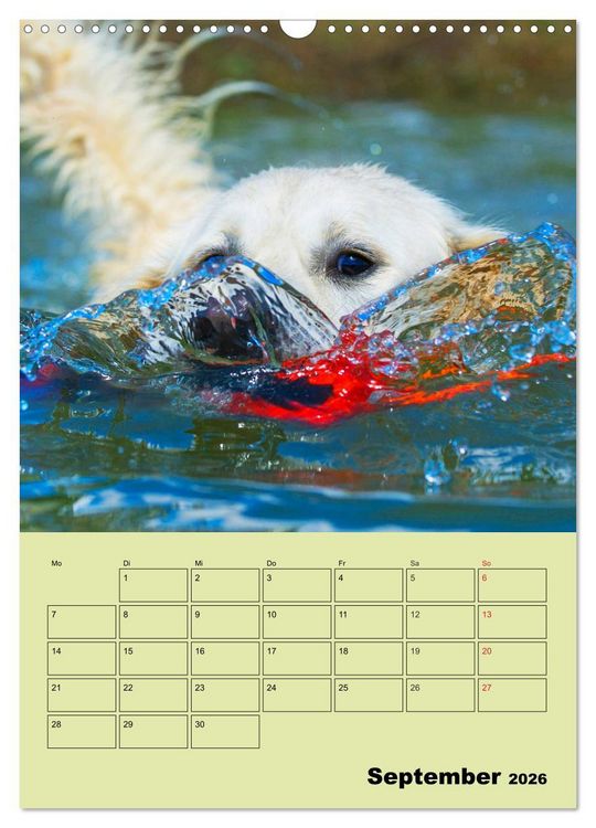 Produktbild: Jahresplaner Golden Retriever (Wandkalender 2026 DIN A3 hoch), CALVENDO Monatskalender