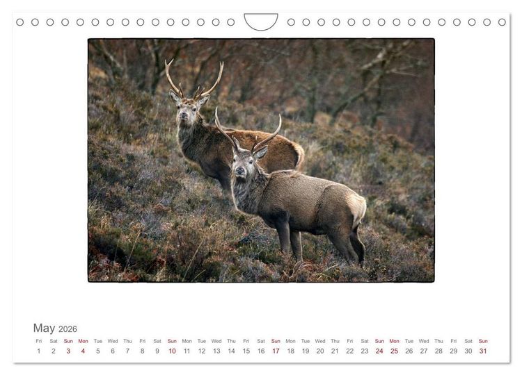 Produktbild: Wild Deer In The Highlands (Wall Calendar 2026 DIN A4 landscape), CALVENDO 12 Month Wall Calendar