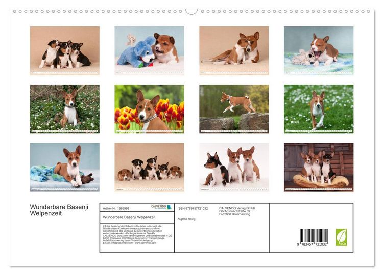 Produktbild: Wunderbare Basenji Welpenzeit (hochwertiger Premium Wandkalender 2026 DIN A2 quer), Kunstdruck in Hochglanz