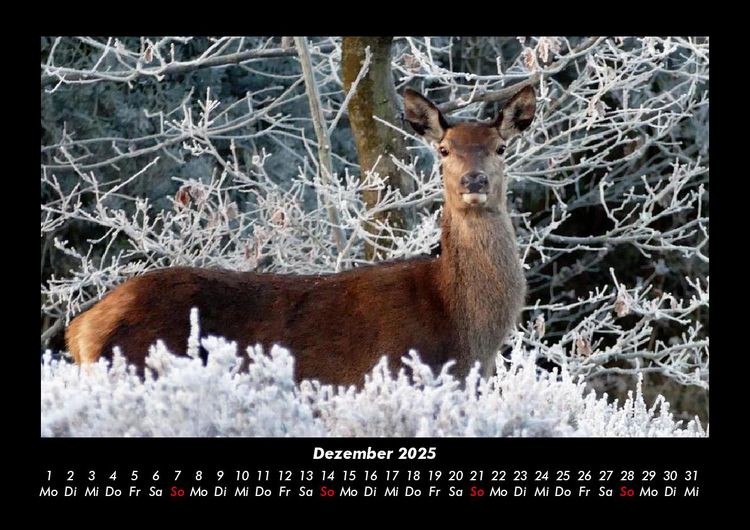 Produktbild: Waldbewohner 2025 Fotokalender DIN A3