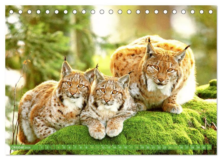 Produktbild: Dem Luchs auf der Spur (Tischkalender 2026 DIN A5 quer), CALVENDO Monatskalender