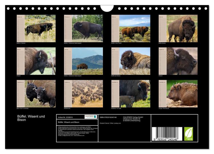 Produktbild: B&uuml;ffel. Wisent und Bison (Wandkalender 2026 DIN A4 quer), CALVENDO Monatskalender