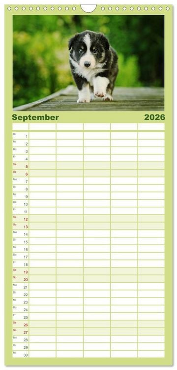 Produktbild: Familienplaner 2026 - Der Bordercollie-Kalender mit 5 Spalten (Wandkalender, 21 x 45 cm) CALVENDO