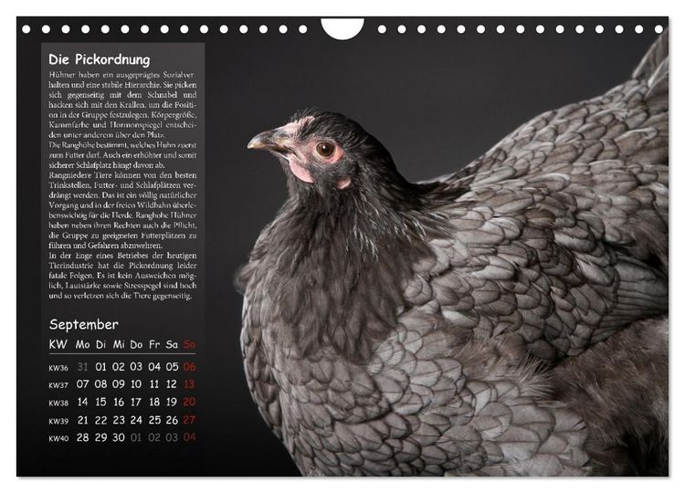Produktbild: Von der Einzigartigkeit der H&uuml;hner 2026 (Wandkalender 2026 DIN A4 quer), CALVENDO Monatskalender