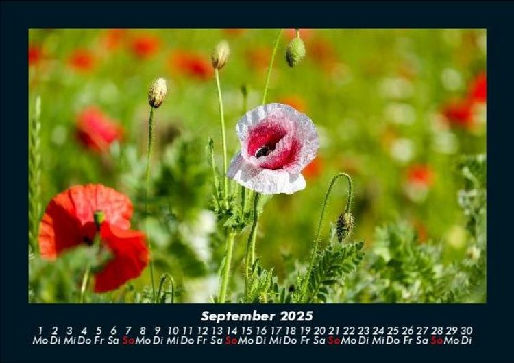 Produktbild: Blumenkalender 2025 Fotokalender DIN A5