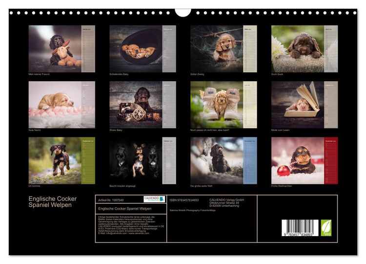 Produktbild: Englische Cocker Spaniel Welpen (Wandkalender 2026 DIN A3 quer), CALVENDO Monatskalender