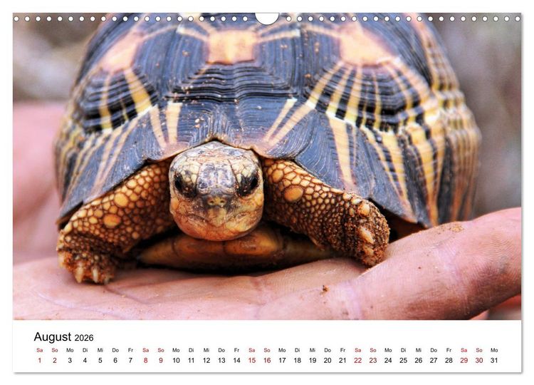 Produktbild: Tiere Madagaskars (Wandkalender 2026 DIN A3 quer), CALVENDO Monatskalender