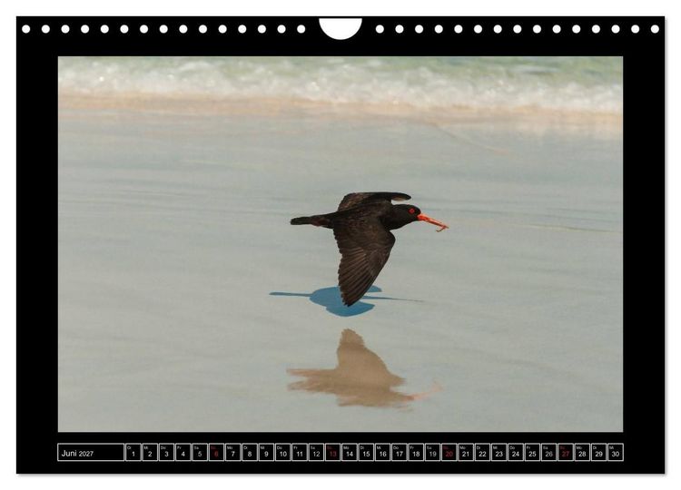 Produktbild: V&ouml;gel von "Down Under" Australien (Wandkalender 2027 DIN A4 quer), CALVENDO Monatskalender