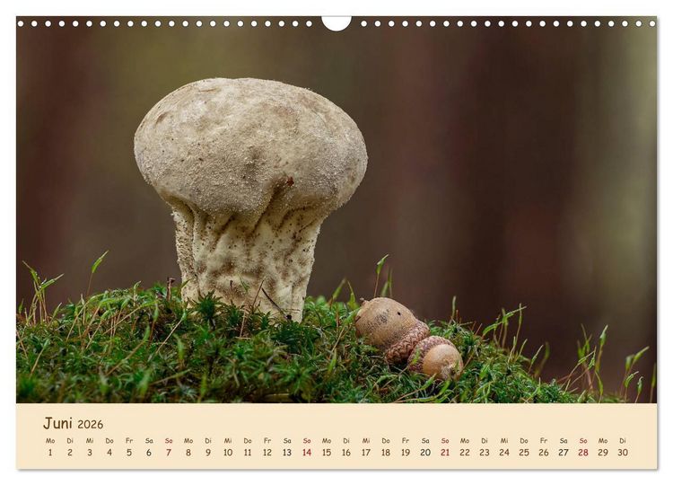Produktbild: Pilzgalerie - Eindrucksvolle Aufnahmen von unseren heimischen Pilzen (Wandkalender 2026 DIN A3 quer), CALVENDO Monatskalender