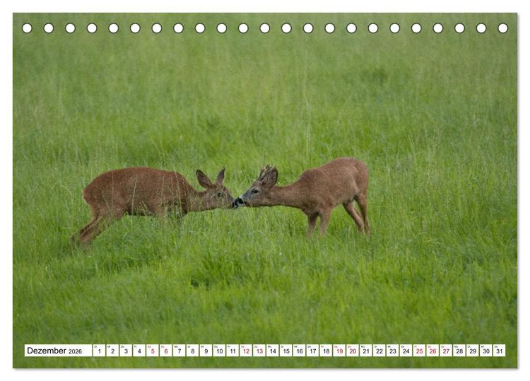 Produktbild: Anmut mit sanften Augen - Rehwild in der freien Natur (Tischkalender 2026 DIN A5 quer), CALVENDO Monatskalender