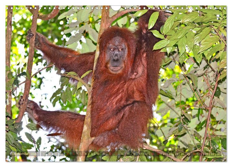 Produktbild: Orang Utans Sumatras Waldmenschen (Wandkalender 2026 DIN A3 quer), CALVENDO Monatskalender