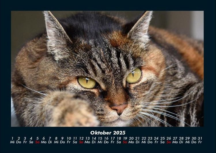 Produktbild: Katzen 2025 Fotokalender DIN A4