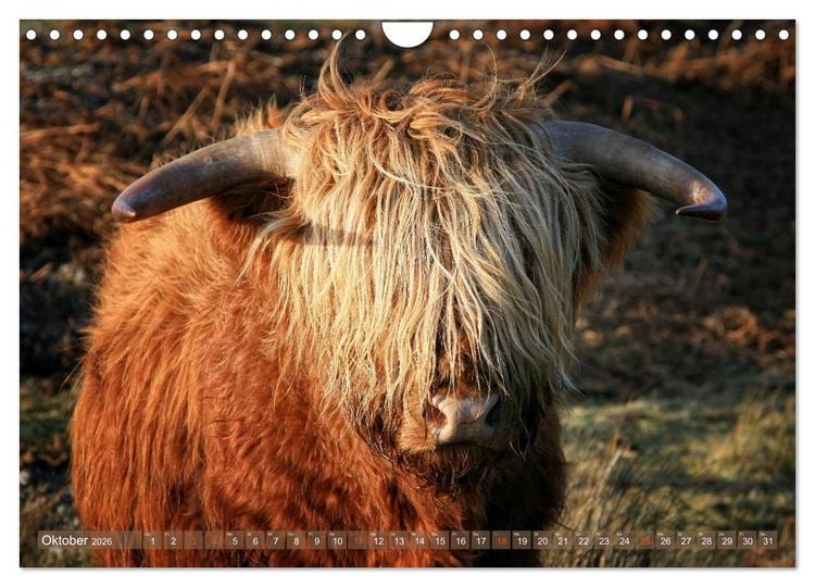 Produktbild: Schottische Hochlandrinder - Highland Cattle im Portrait (Wandkalender 2026 DIN A4 quer), CALVENDO Monatskalender