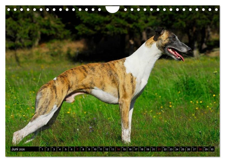 Produktbild: Schnell wie der Wind - Whippet (Wandkalender 2026 DIN A4 quer), CALVENDO Monatskalender