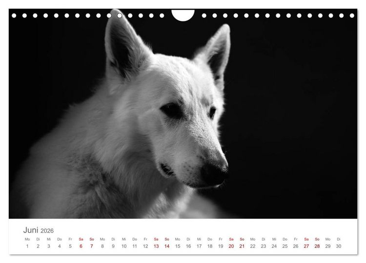 Produktbild: Hundeportraits Fine Art (Wandkalender 2026 DIN A4 quer), CALVENDO Monatskalender