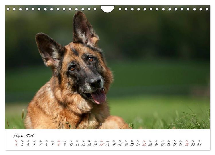 Produktbild: Deutsche Sch&auml;ferhunde - Liebenswerte Graunasen (Wandkalender 2026 DIN A4 quer), CALVENDO Monatskalender