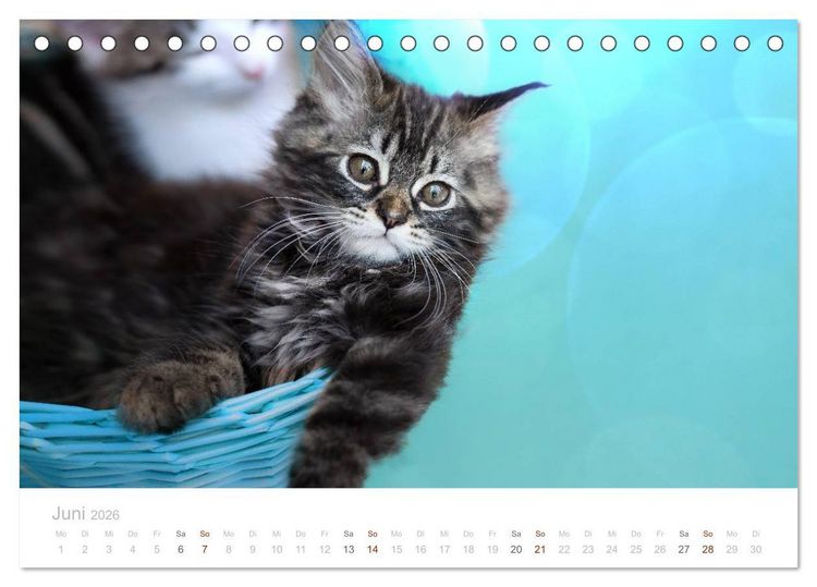 Produktbild: Katzenbabys beobachtet (Tischkalender 2026 DIN A5 quer), CALVENDO Monatskalender