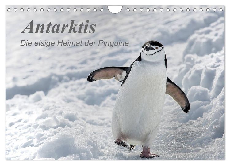 Produktbild: Antarktis, die eisige Heimat der Pinguine (Wandkalender 2026 DIN A4 quer), CALVENDO Monatskalender