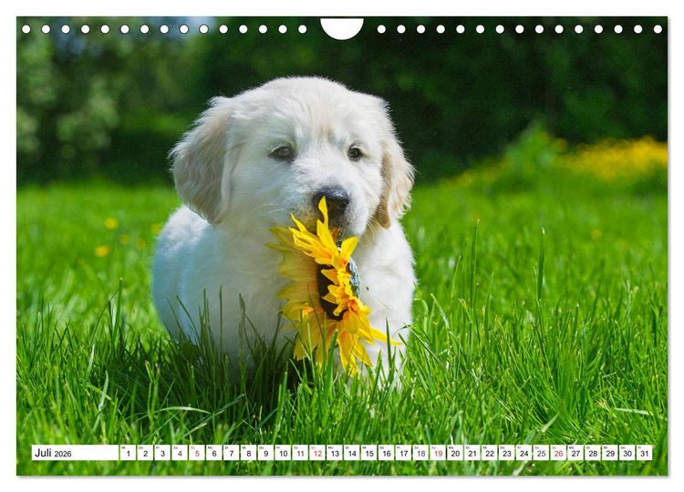 Produktbild: Goldige Herzensbrecher - Golden Retriever Welpen (Wandkalender 2026 DIN A4 quer), CALVENDO Monatskalender
