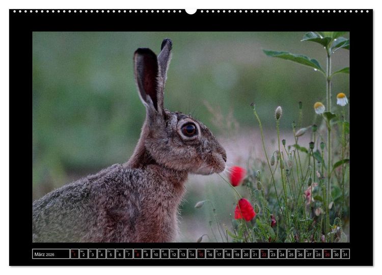 Produktbild: Feldhasen - Meister Lampe in Franken (Wandkalender 2026 DIN A2 quer), CALVENDO Monatskalender