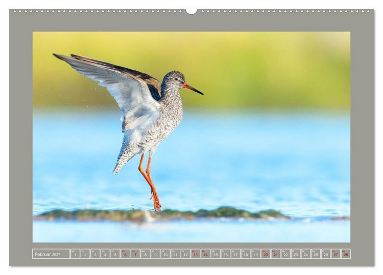 Produktbild: Limikolen - Watv&ouml;gel aus Europa (Wandkalender 2027 DIN A2 quer), CALVENDO Monatskalender