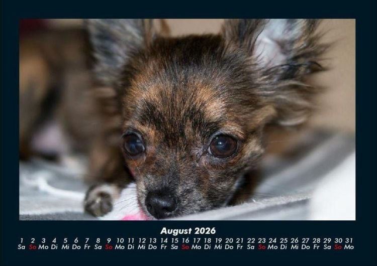 Produktbild: Hunde 2026 Fotokalender DIN A4