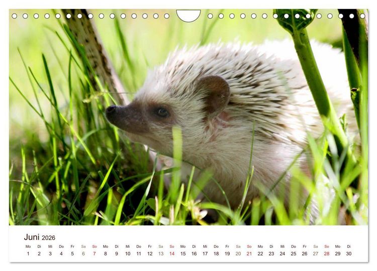 Produktbild: Igel 2026. Tierische Impressionen (Wandkalender 2026 DIN A4 quer), CALVENDO Monatskalender