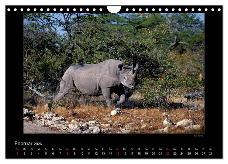 Produktbild: Wildtiere im Etosha Nationalpark (Wandkalender 2026 DIN A4 quer), CALVENDO Monatskalender