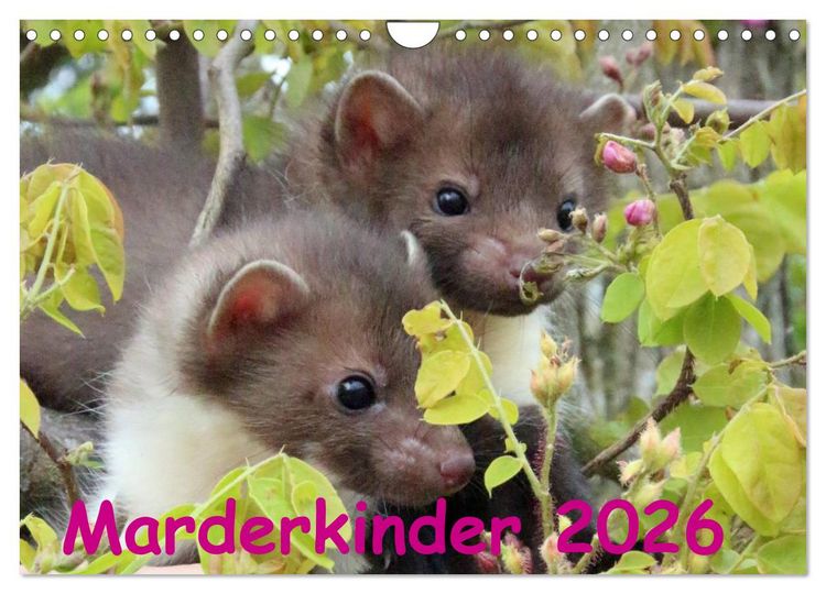Produktbild: Marderkinder (Wandkalender 2026 DIN A4 quer), CALVENDO Monatskalender