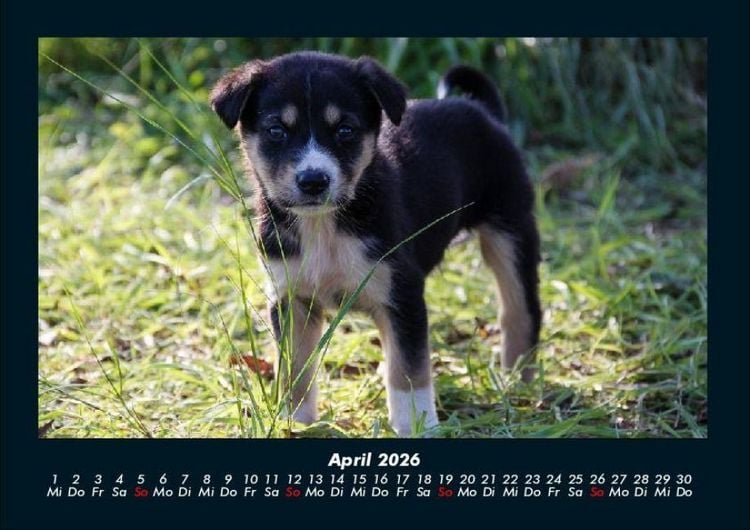 Produktbild: Welpen 2026 Fotokalender DIN A4