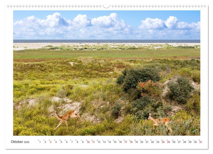 Produktbild: Buntes und bl&uuml;hendes Borkum (Wandkalender 2026 DIN A2 quer), CALVENDO Monatskalender