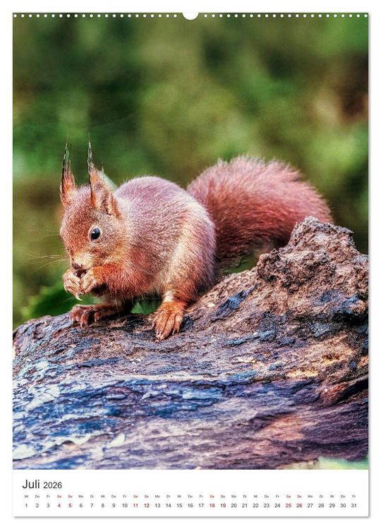 Produktbild: Niedlicher Nager - Das Eichh&ouml;rnchen (hochwertiger Premium Wandkalender 2026 DIN A2 hoch), Kunstdruck in Hochglanz
