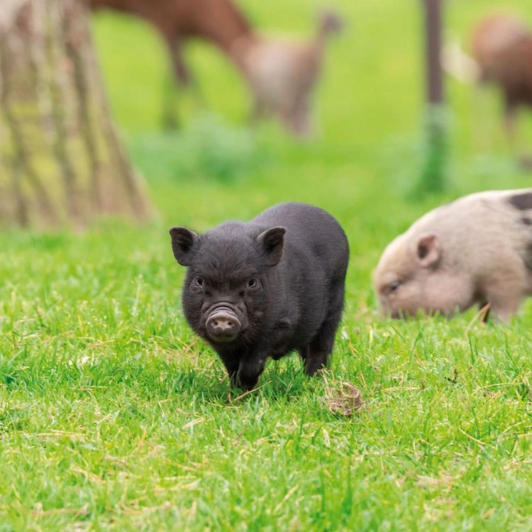Produktbild: Piggies/Schweinchen 2024