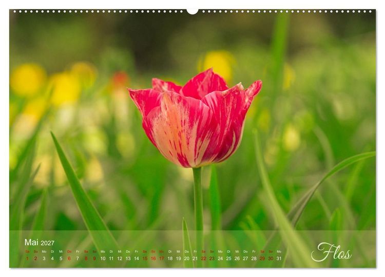 Produktbild: Tulipa et Verba &ndash; Tulpenbl&uuml;ten und stille W&ouml;rter (hochwertiger Premium Wandkalender 2027 DIN A2 quer), Kunstdruck in Hochglanz