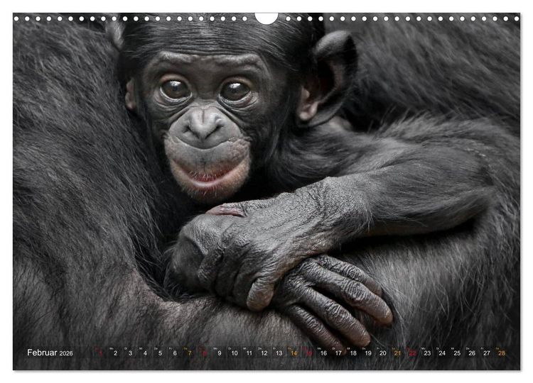 Produktbild: MENSCHENAFFENKINDER 2 (Wandkalender 2026 DIN A3 quer), CALVENDO Monatskalender