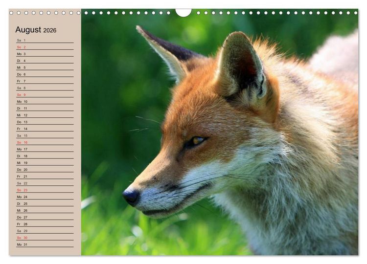 Produktbild: Der Fuchs. Bezaubernder Geselle (Wandkalender 2026 DIN A3 quer), CALVENDO Monatskalender