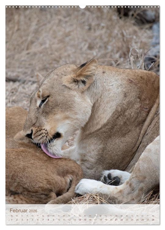 Produktbild: L&ouml;wen in Sabi Sands (Wandkalender 2026 DIN A2 hoch), CALVENDO Monatskalender