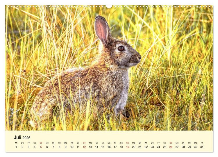 Produktbild: Scheue Wildtiere in heimischen W&auml;ldern und Bergen (hochwertiger Premium Wandkalender 2026 DIN A2 quer), Kunstdruck in Hochglanz