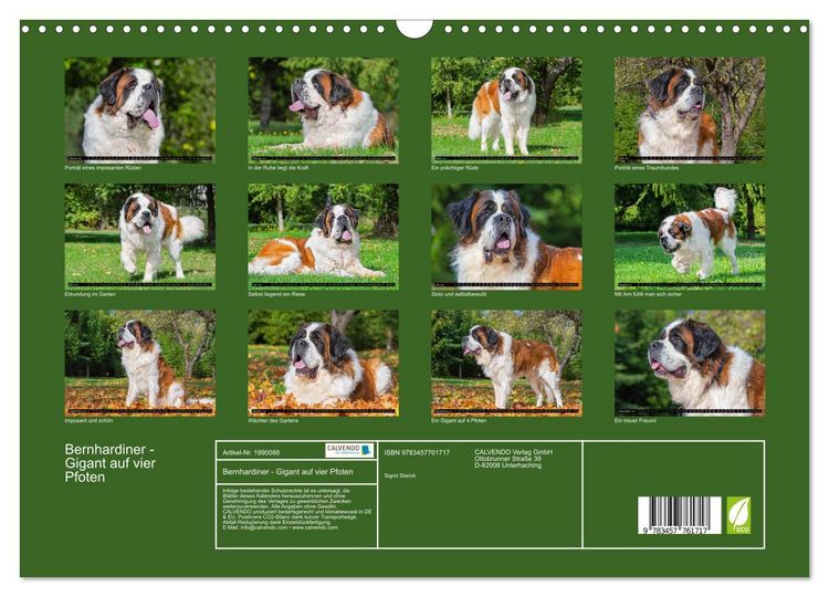 Produktbild: Bernhardiner - Gigant auf vier Pfoten (Wandkalender 2026 DIN A3 quer), CALVENDO Monatskalender
