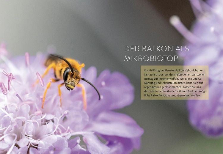 Produktbild: Biene sucht Balkon