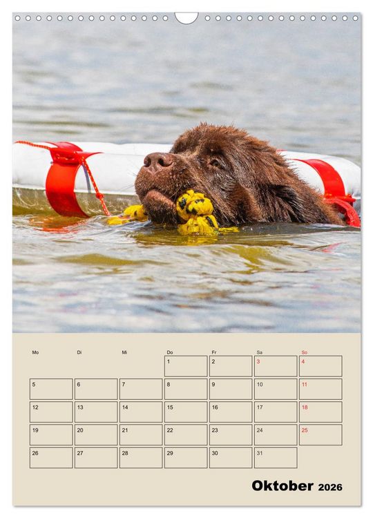 Produktbild: Familienplaner Neufundl&auml;nder - Freund und Retter (Wandkalender 2026 DIN A3 hoch), CALVENDO Monatskalender