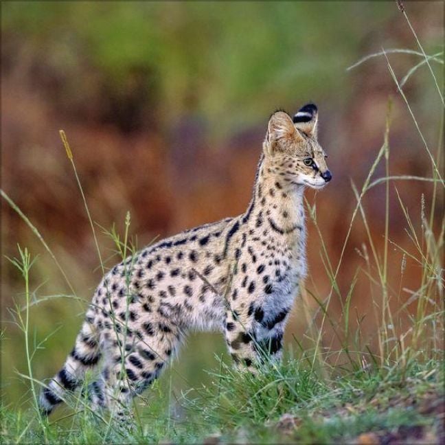 Produktbild: Big Cats 2027