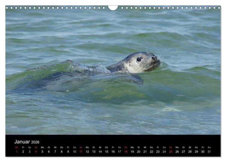 Produktbild: Verspielte Robben (Wandkalender 2026 DIN A3 quer), CALVENDO Monatskalender