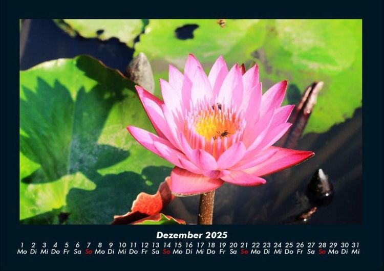 Produktbild: Blumentraum 2025 Fotokalender DIN A4
