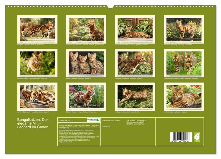 Produktbild: Bengalkatzen. Der elegante Mini-Leopard im Garten (hochwertiger Premium Wandkalender 2026 DIN A2 quer), Kunstdruck in Hochglanz