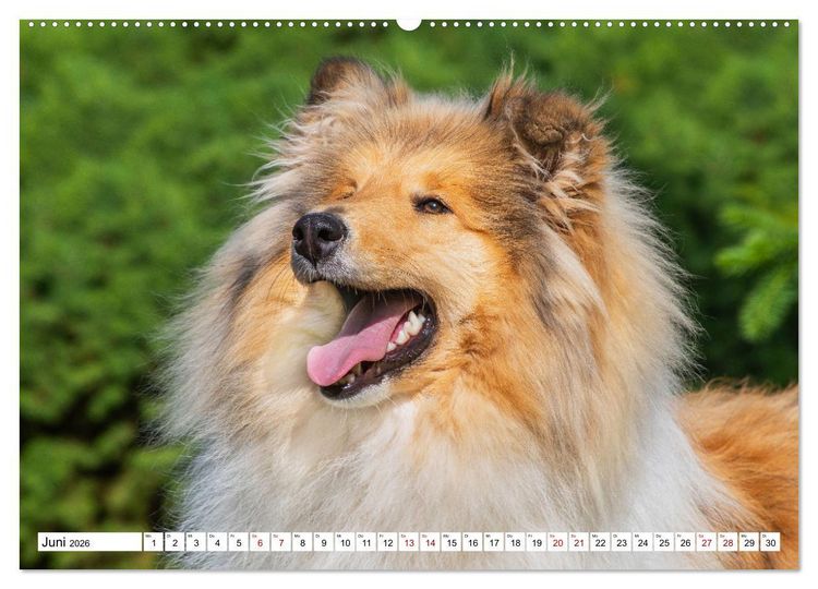 Produktbild: Collies - Eine Liebe f&uuml;r immer und ewig (hochwertiger Premium Wandkalender 2026 DIN A2 quer), Kunstdruck in Hochglanz